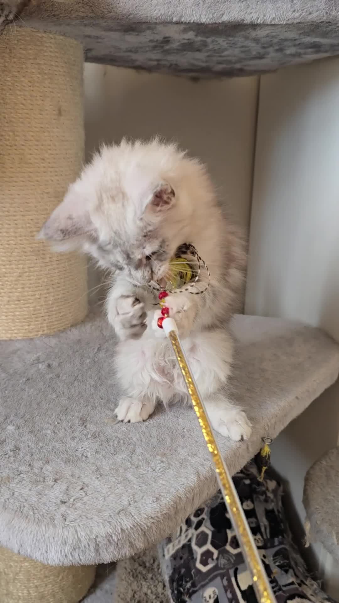Maine Coon cats for sale: Maine Coon kittens  - Video 1