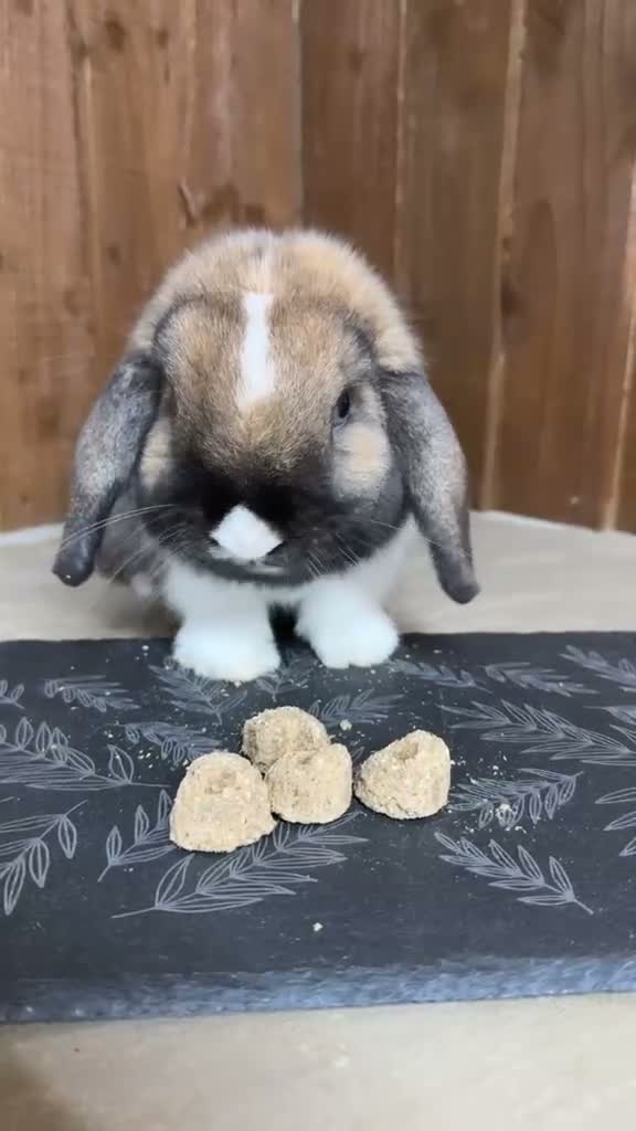 Mini Lop rabbits for sale: Super Friendly Broken Smoke Pearl Mini Lop Buck - Video 3