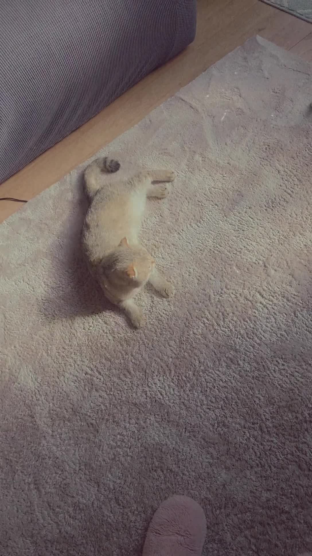 Scottish Fold cats for sale: Scottish Fold in Cambridge - Video 1