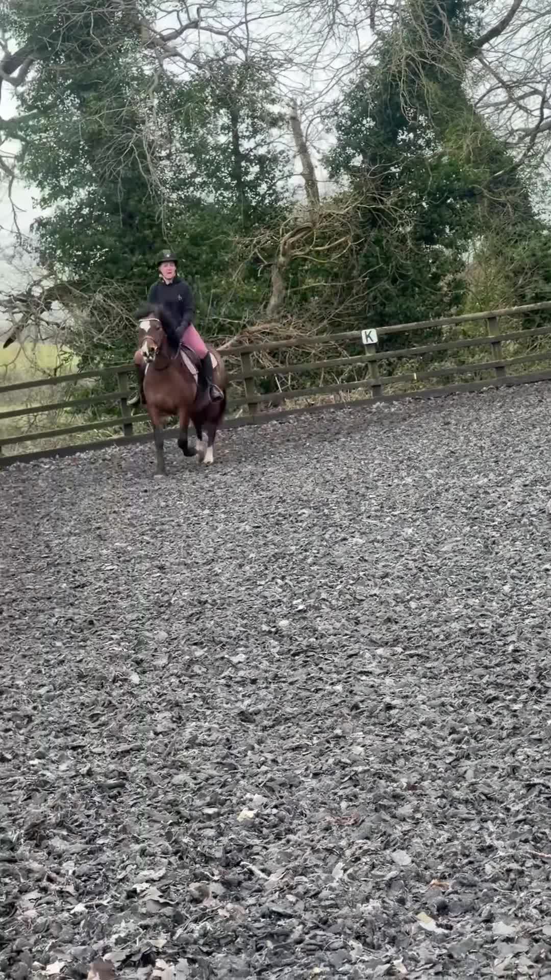 Welsh Section C horses for sale: Beautiful reg Welsh C mare 16 year old  - Video 2