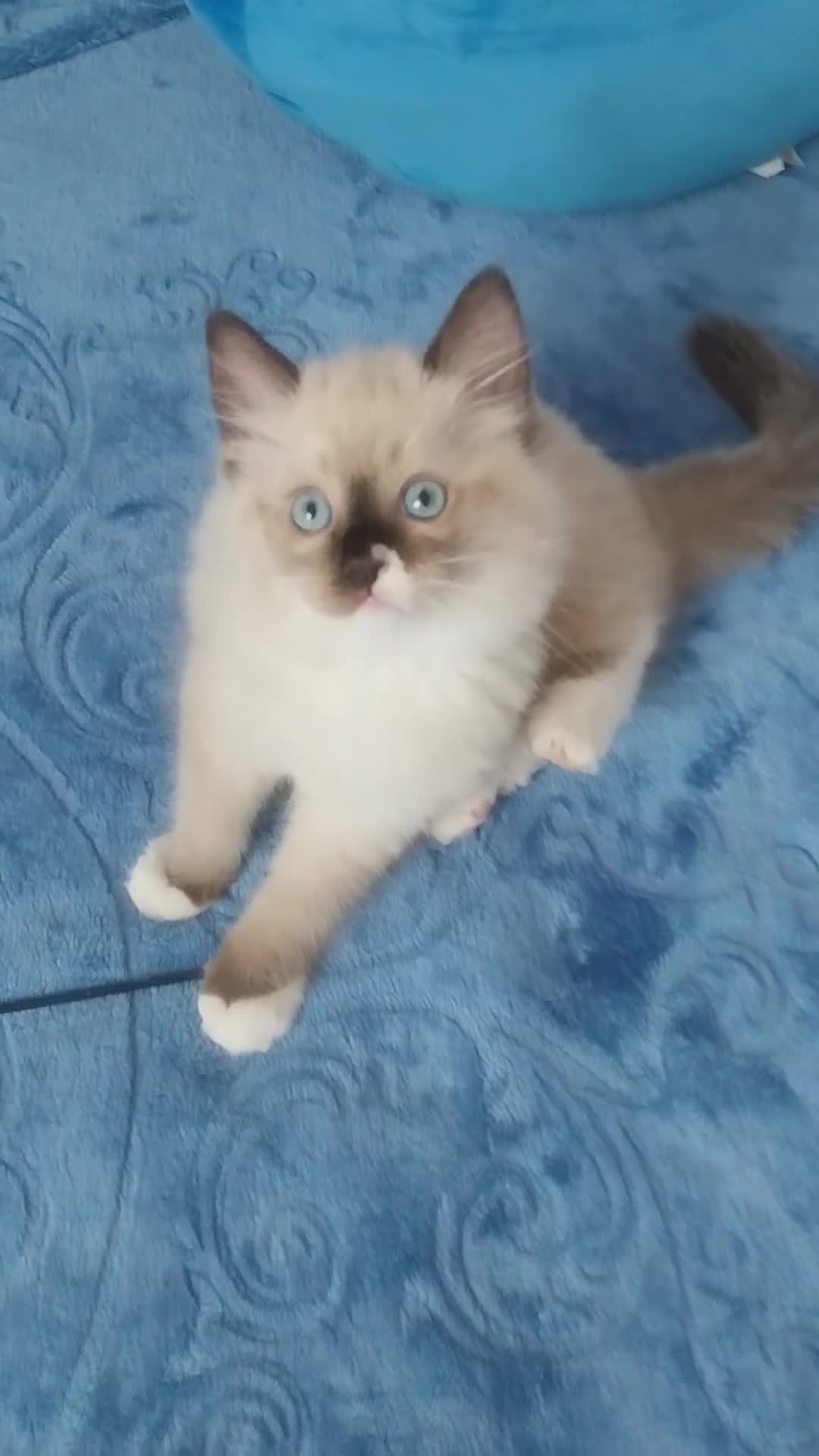 Ragdoll cats for sale: Adorable lovely ragdoll girl. - Video 4