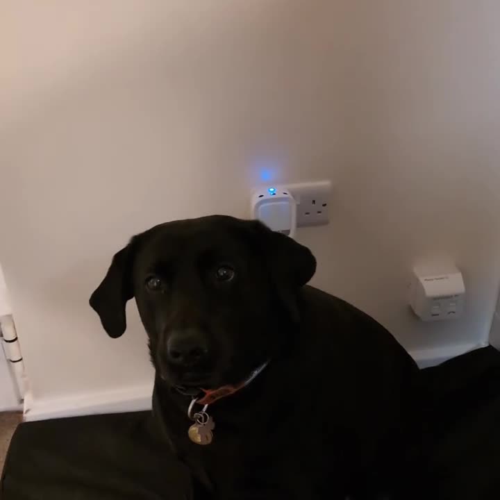 Labrador Retriever dogs for sale: 5yr old Female Labrador  - Video 1