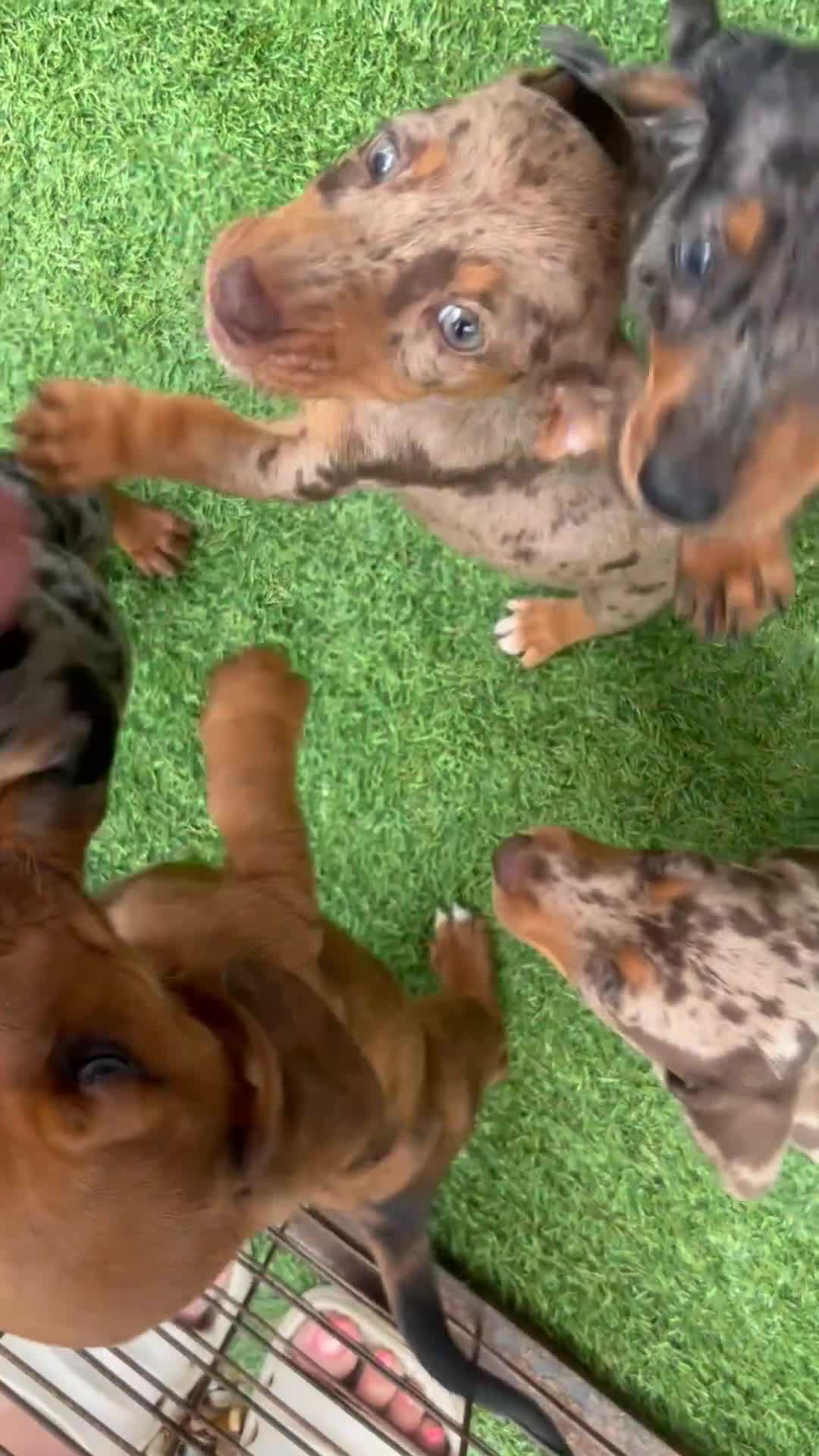 Miniature Dachshund dogs for sale: "2 Girls Left" Beautiful Mini Dachshund Puppies - Video 1