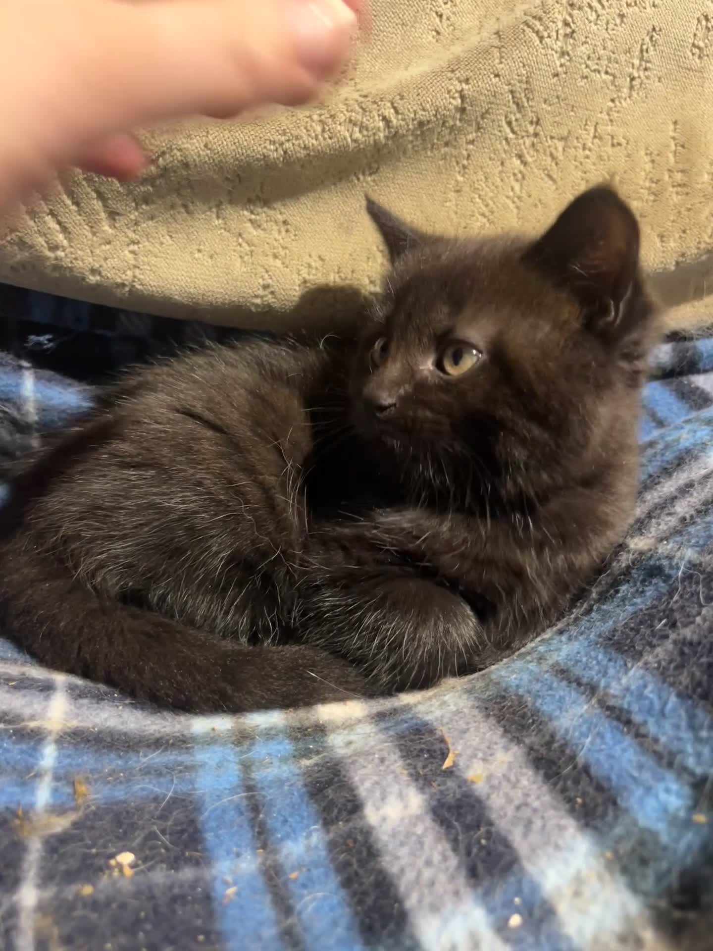 Mixed Breed cats for sale: Gorgeous black farm kitten - Video 1