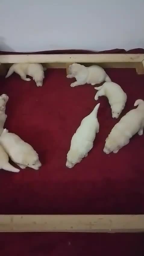 German Shepherd dogs for sale: White long coat straight back German Shepherd pups - Video 1