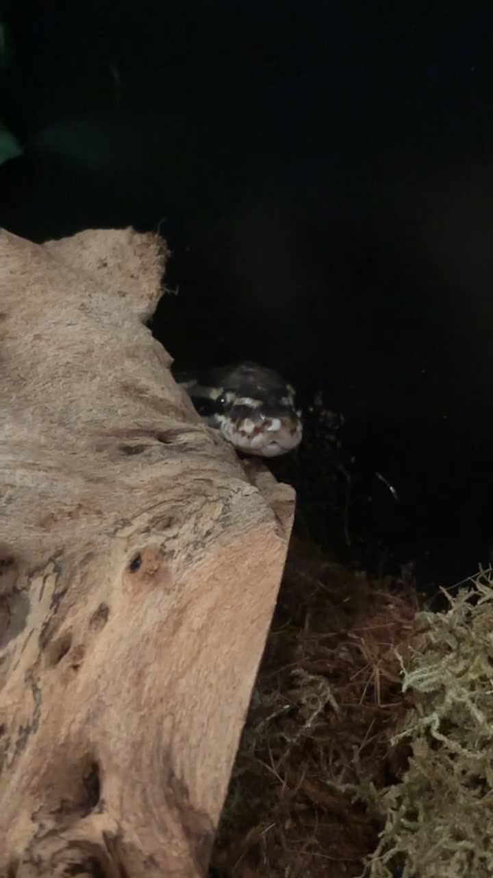 Python Snake reptiles for sale: adult female python in Ebbw Vale - Video 2