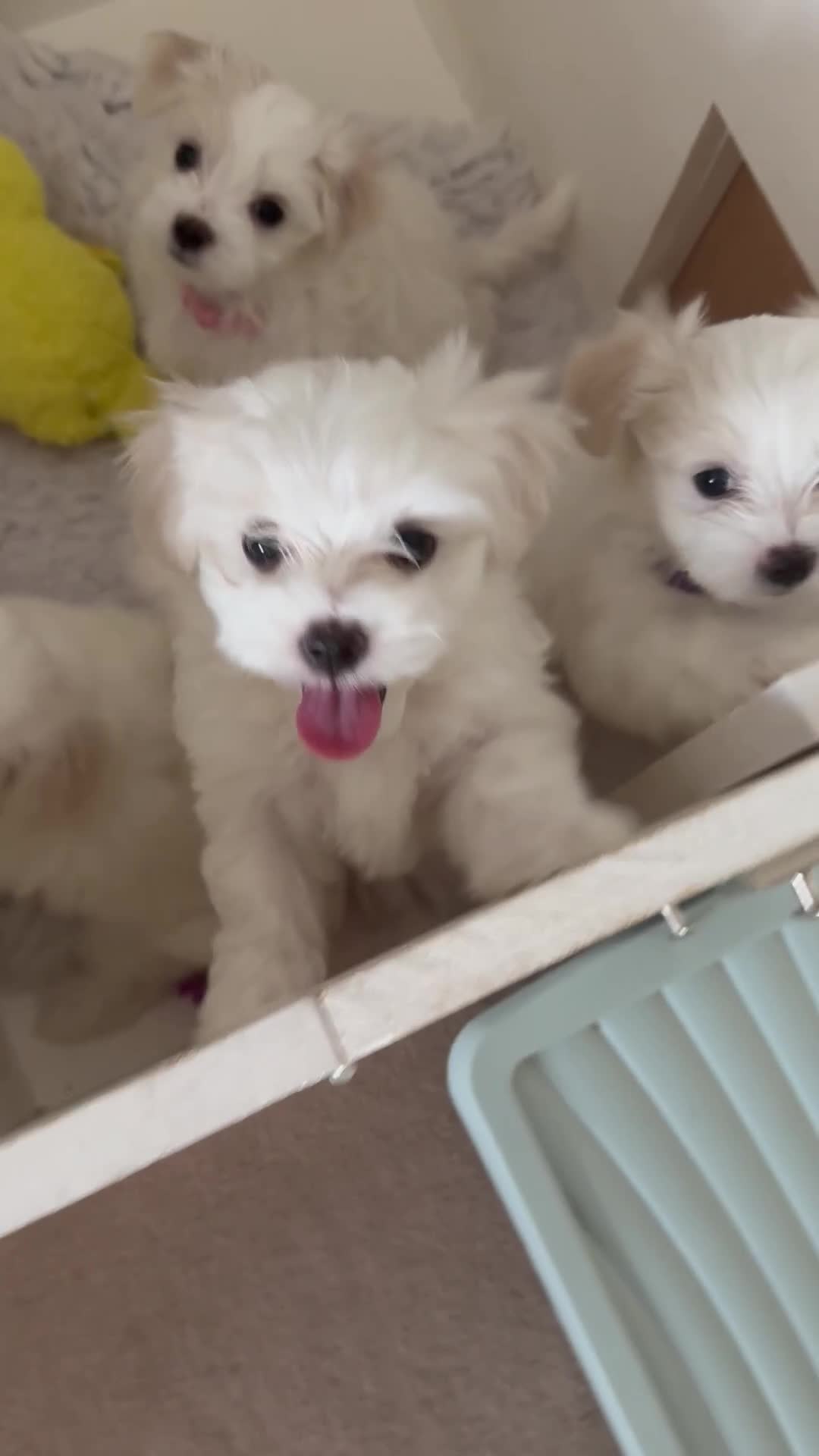 Maltese dogs for sale: 5 Generation KC registered Maltese - Video 2