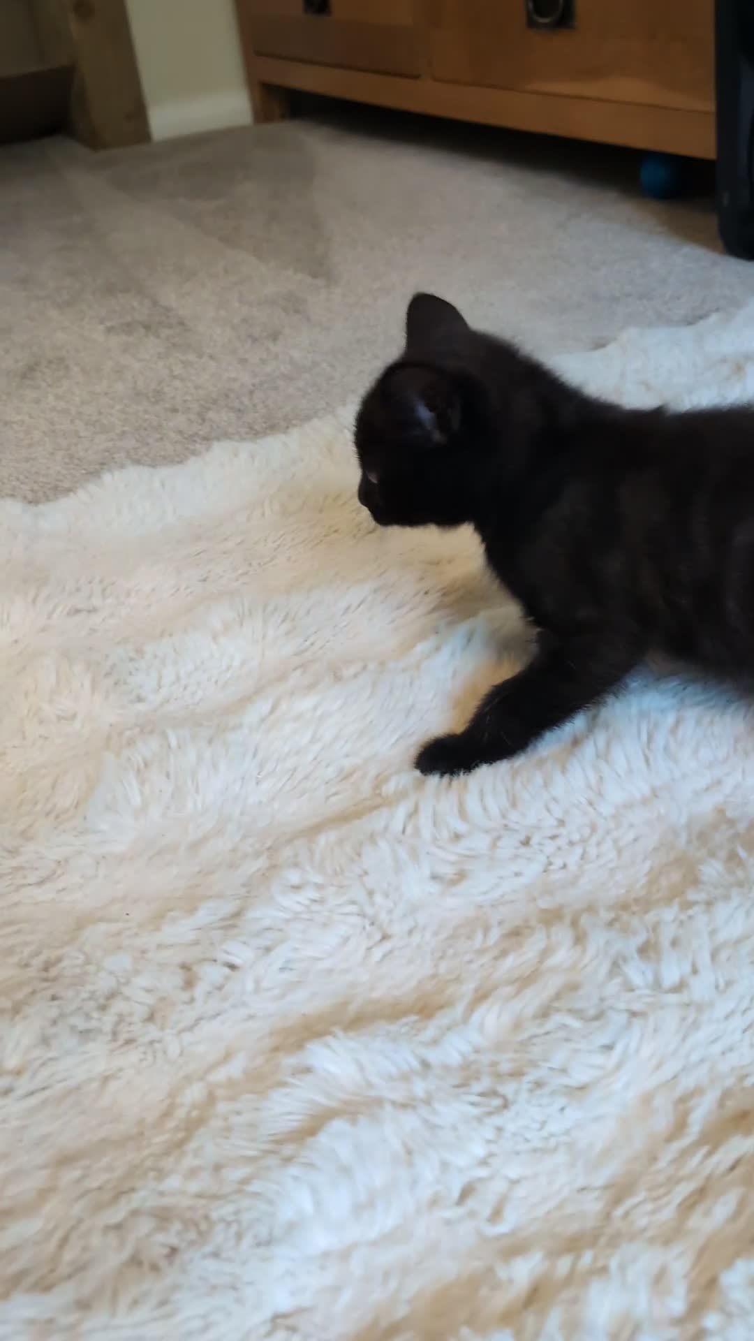 Mixed Breed cats for sale: Half tortoiseshell kittens in Nottingham - Video 2