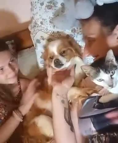 Mixed Breed dogs for adoption: Loving family home needed for little Robbie - Video 1