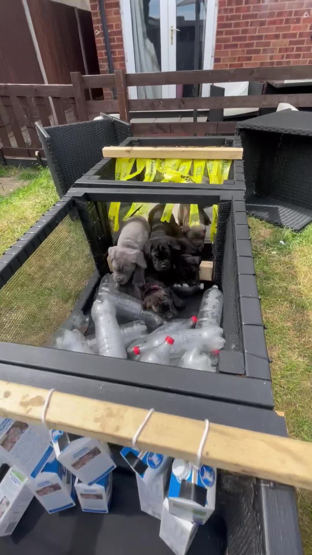 Cane Corso dogs for sale: Grand Champion Cane corso puppies - Video 2