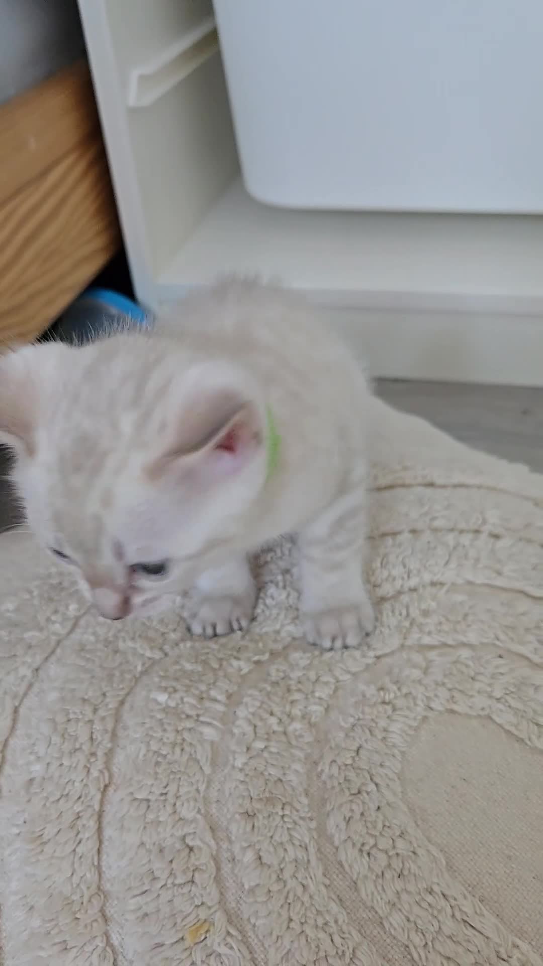 Bengal cats for sale: 🌟 LAST 2 !!  Stunning seal lynx (snow) - Video 3