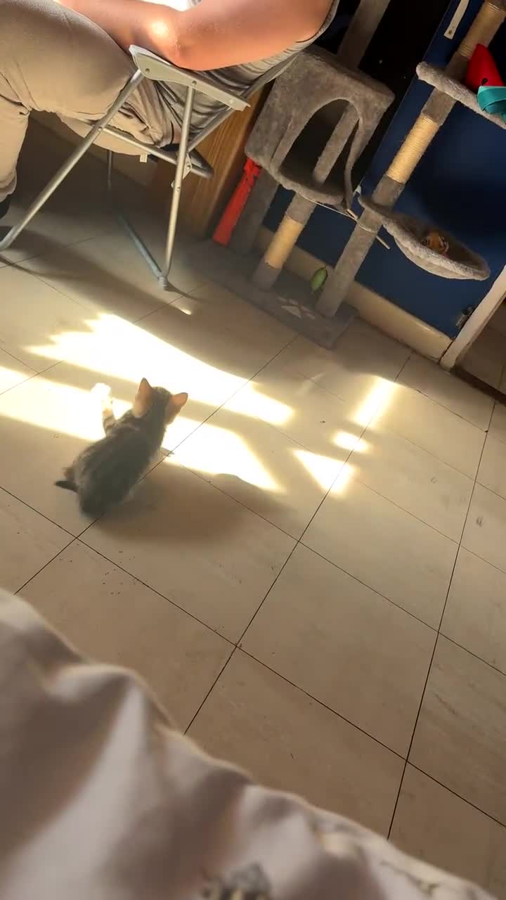 Domestic Shorthair cats for sale: Female domestic shorthair  - Video 1