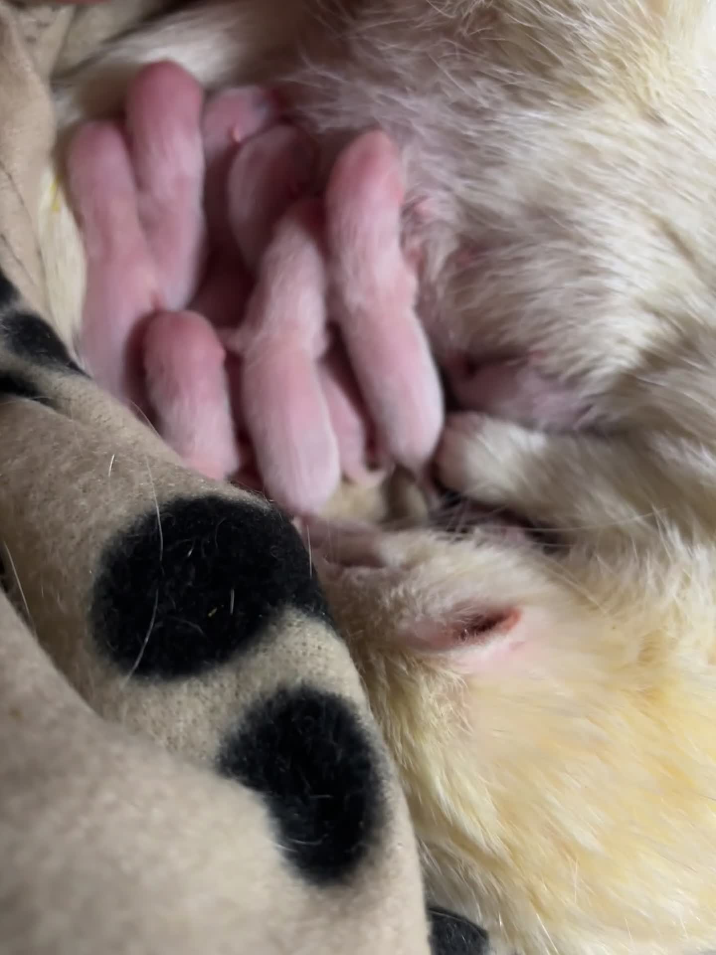 Ferret rodents for sale: Ferret kits for sale (reserve) - Video 3