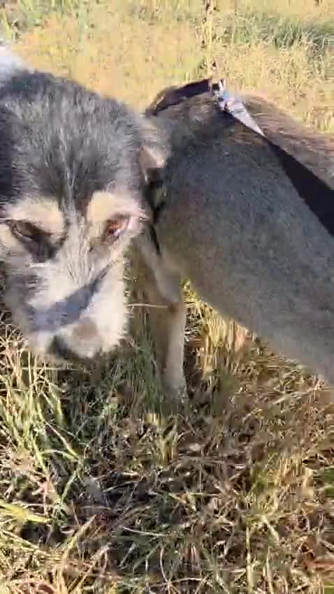 Mixed Breed dogs for adoption: ROXANA, a Beautiful young Girl - for a Loving Home - Video 5