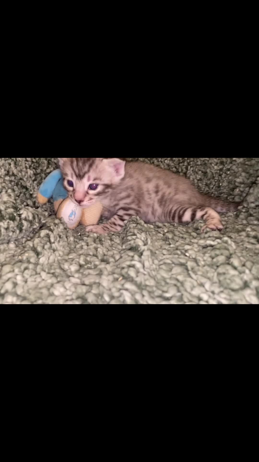 Savannah cats for sale: KIWANGA PEDIGREE F3 SAVANNAH KITTENS  - Video 3