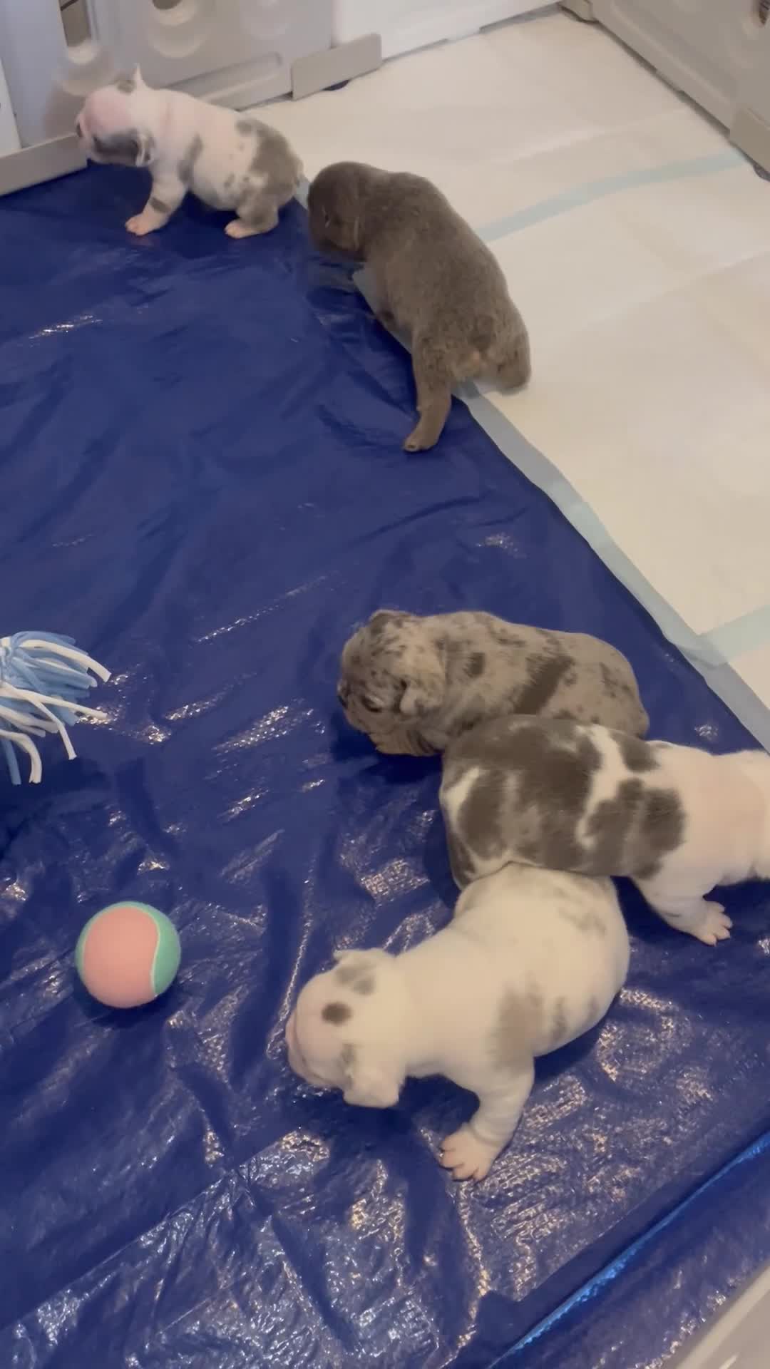 French Bulldog dogs for sale: Husky Fluffy Frenchies 🐶  - Video 1