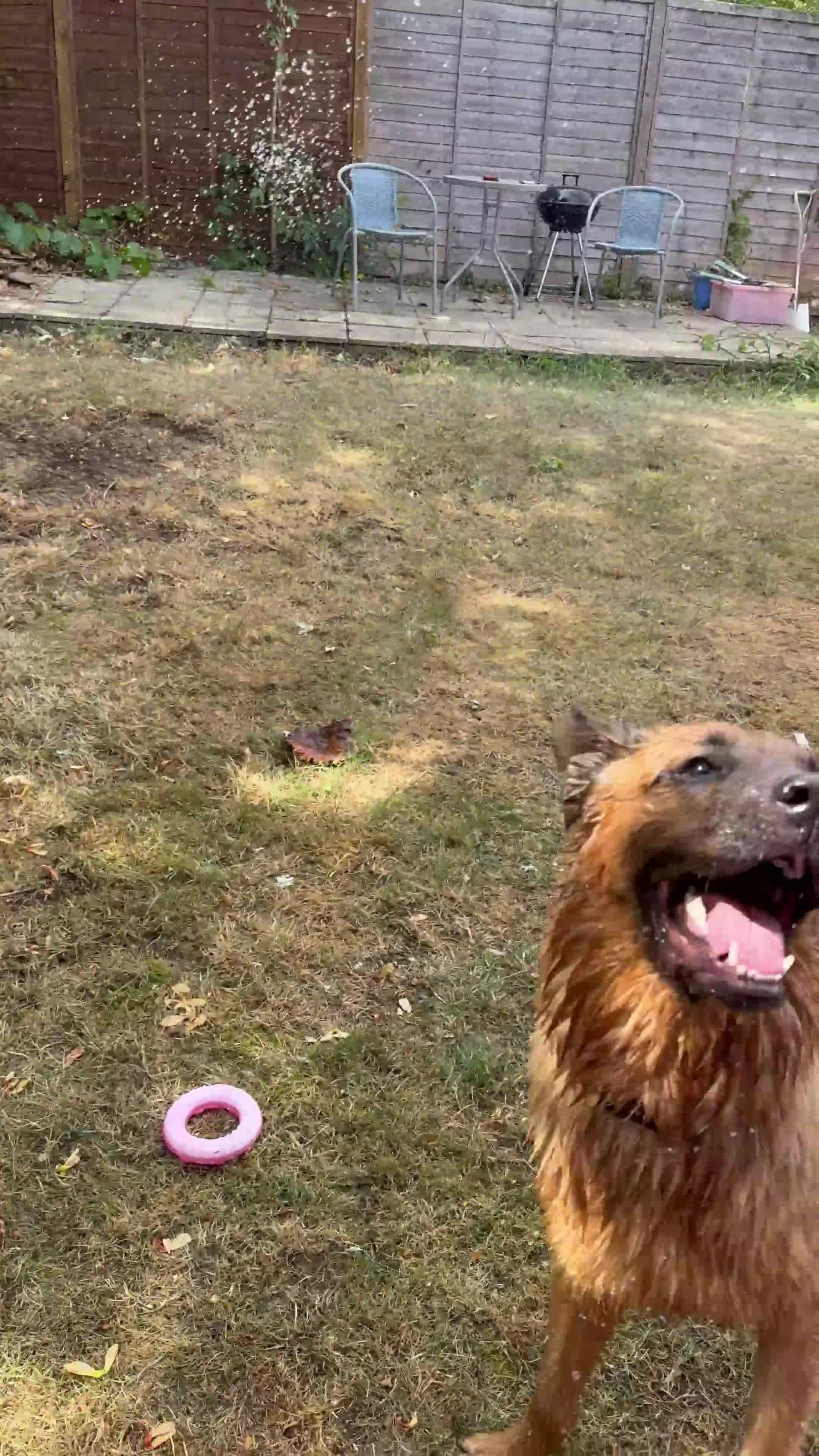 Mixed Breed dogs for sale: Bear - gorgeous 1 year old male - Video 1