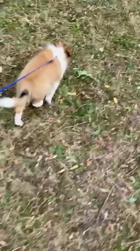 Shetland Sheepdog dogs for sale: Two Male Shetland Sheepdog pups - Video 1