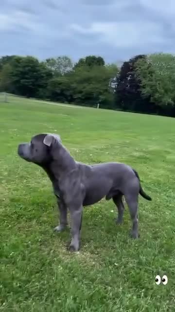 Staffordshire Bull Terrier dogs for stud: ‼️Staffordshire Bull Terrier For Stud‼️ in Harrow - Video 2