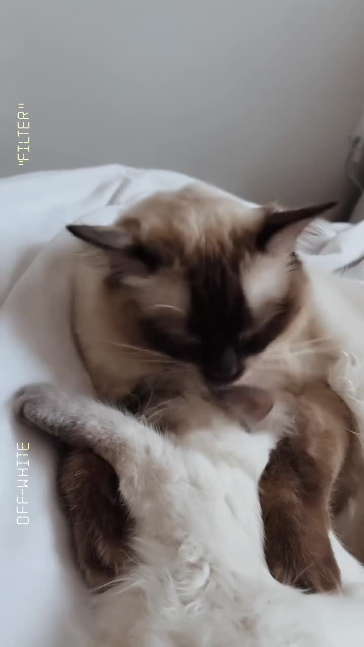 Ragdoll cats for stud: Sweet and gentle boy for stud duties - Video 1