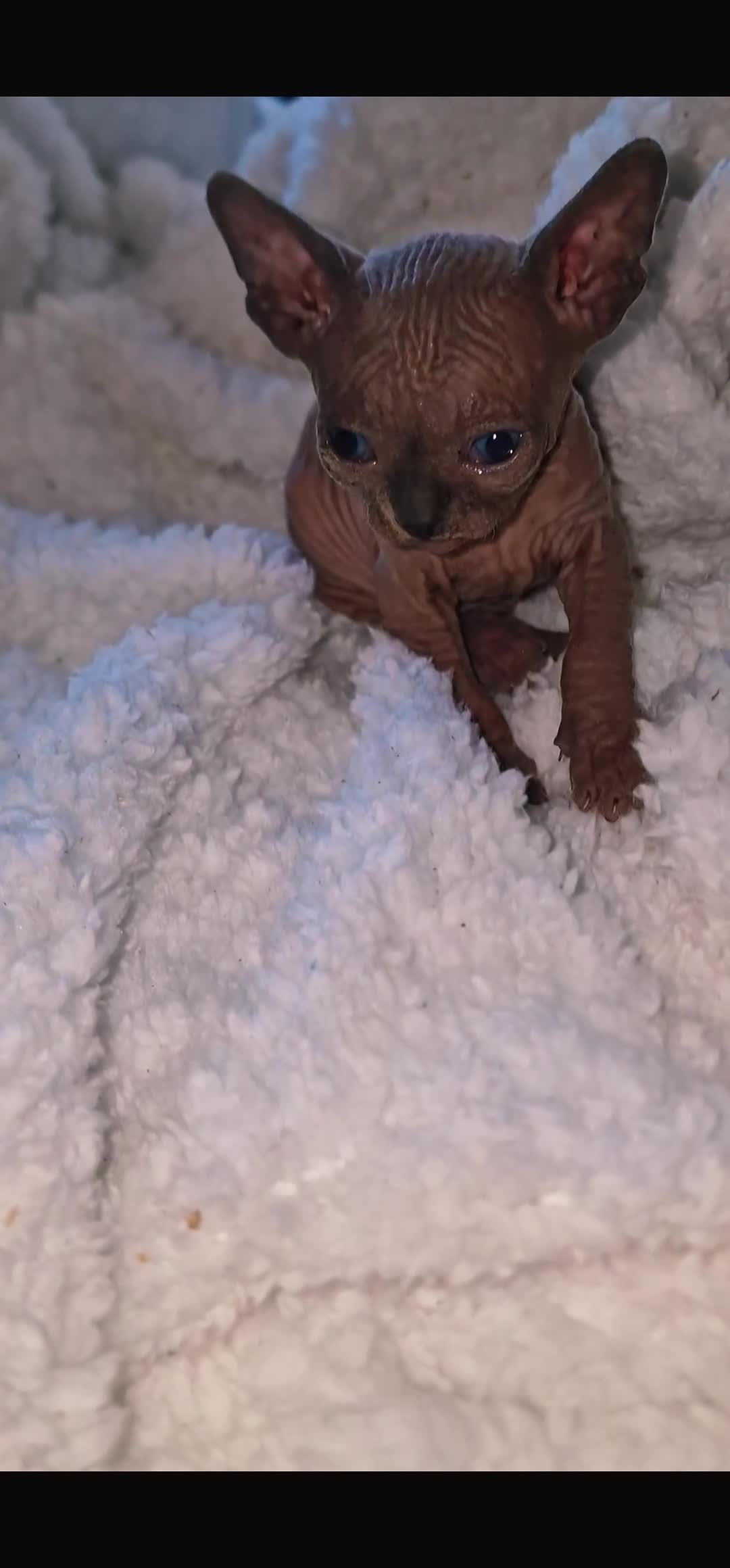 Sphynx cats for sale: Beautiful Canadian Sphynx kittens purebreed  - Video 2