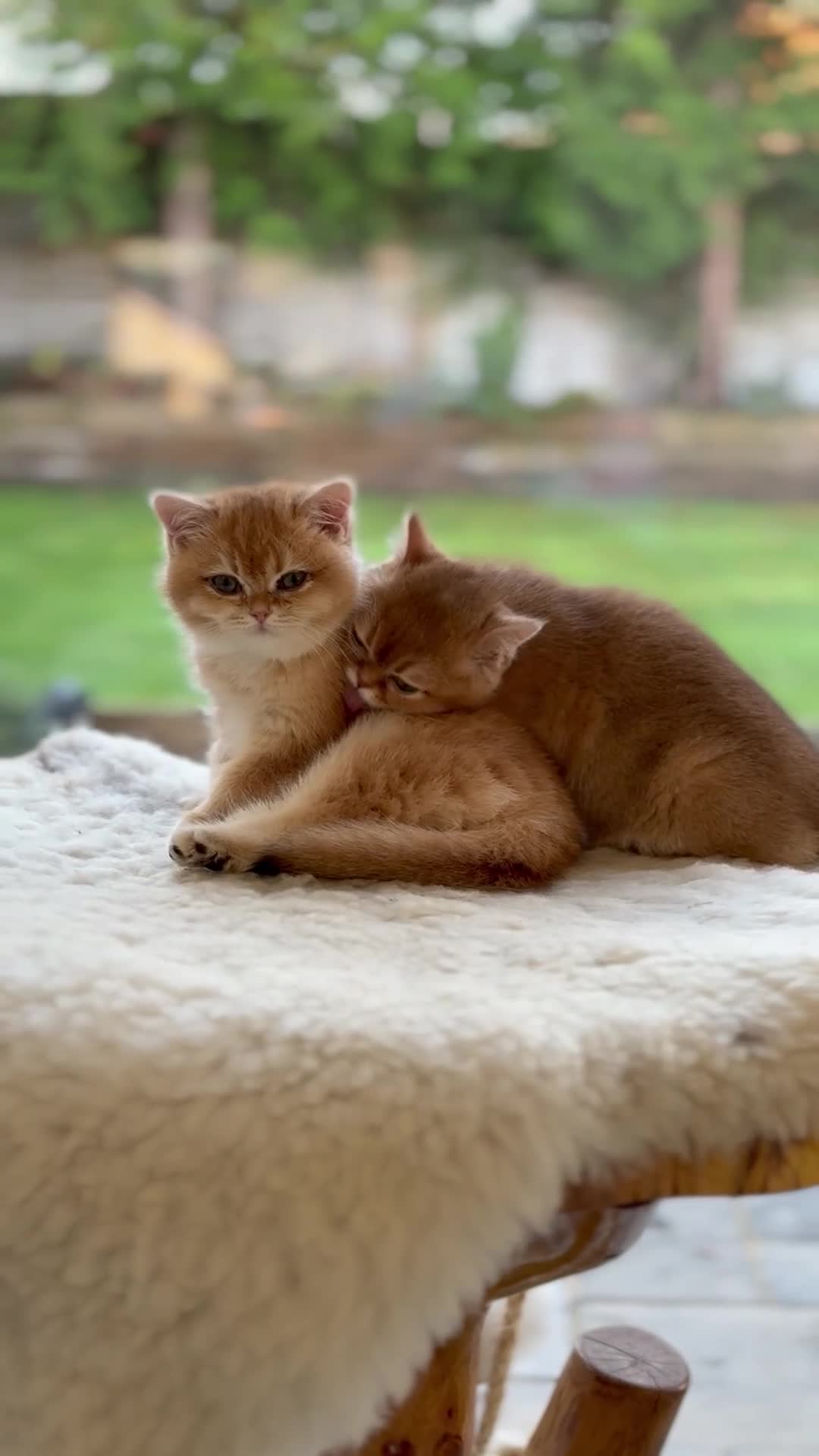 British Shorthair cats for sale: Stunning Registered British Shorthair Girl - Video 2