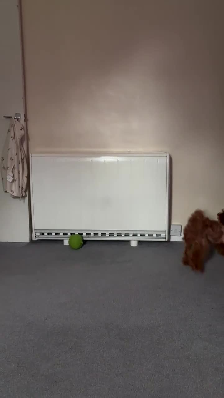 Miniature Poodle dogs for sale: Clover  - Video 1