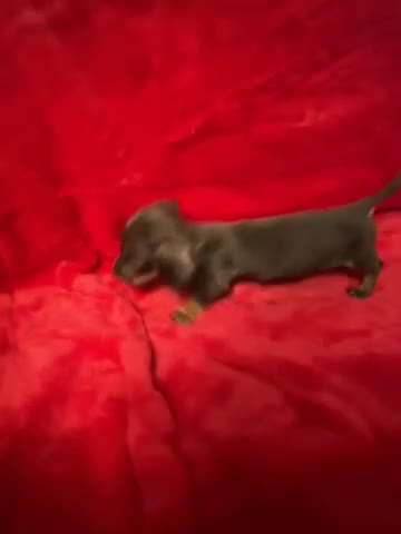 Miniature Dachshund dogs for sale: 3 Mini Minature Dachshunds - Video 4