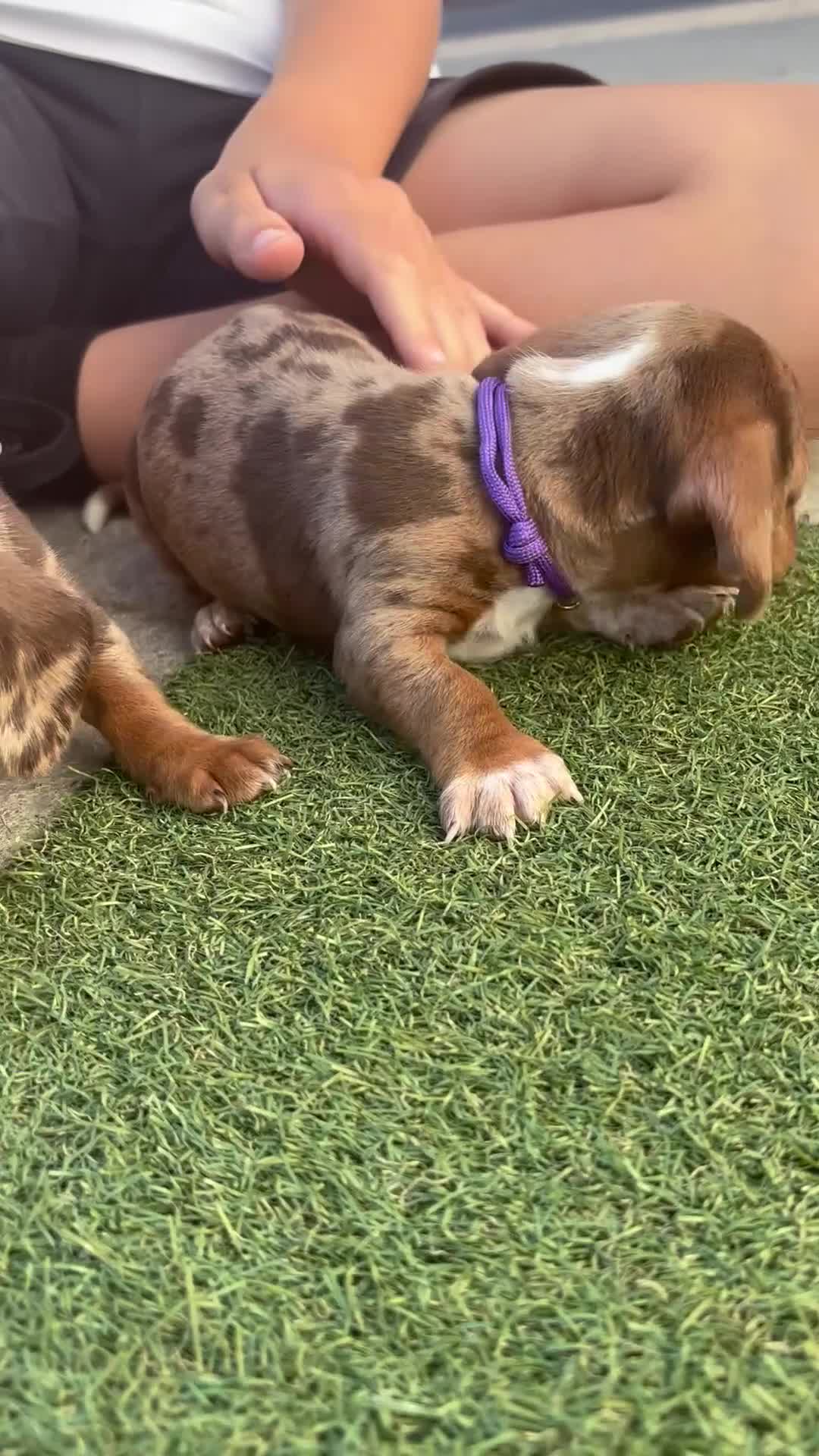 Miniature Dachshund dogs for sale: Miniature dachshund puppy’s TO LEAVE NOW in Luton - Video 2