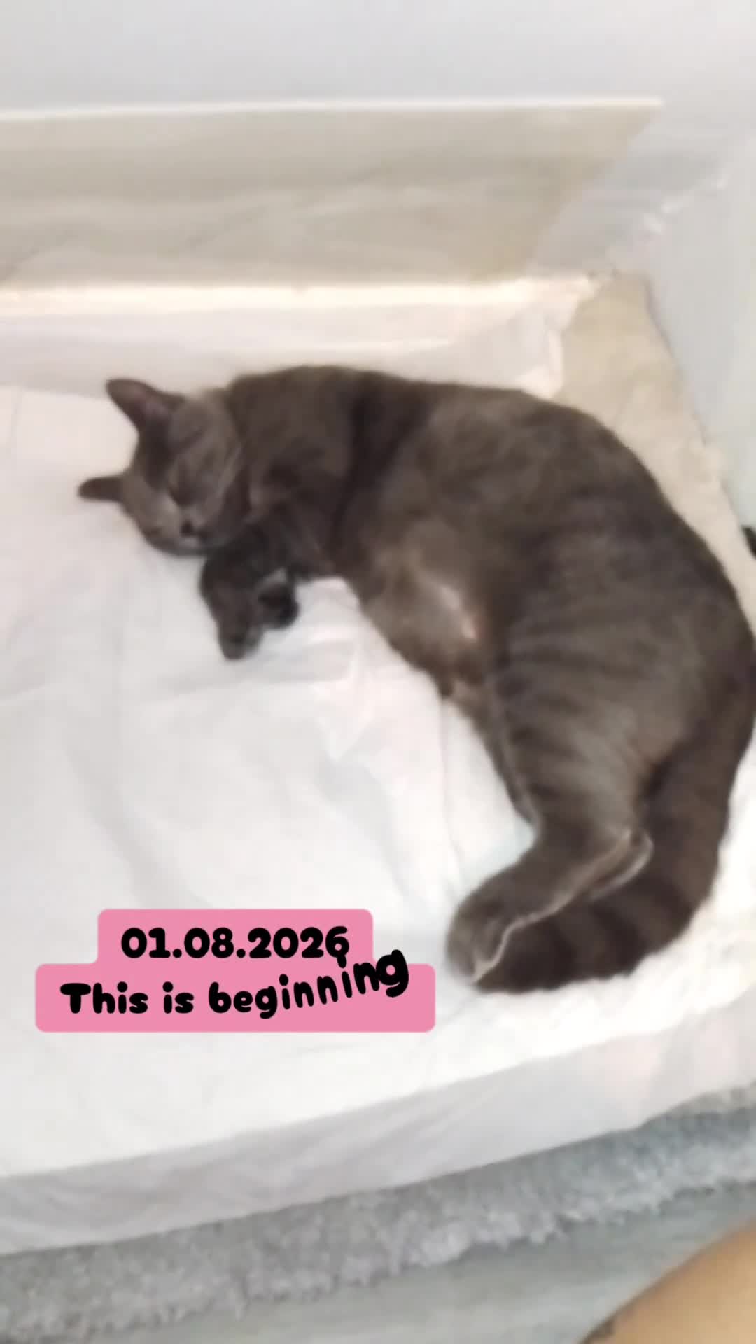 British Shorthair cats for stud: Active GCCF British Shorthair Stud  - Video 1