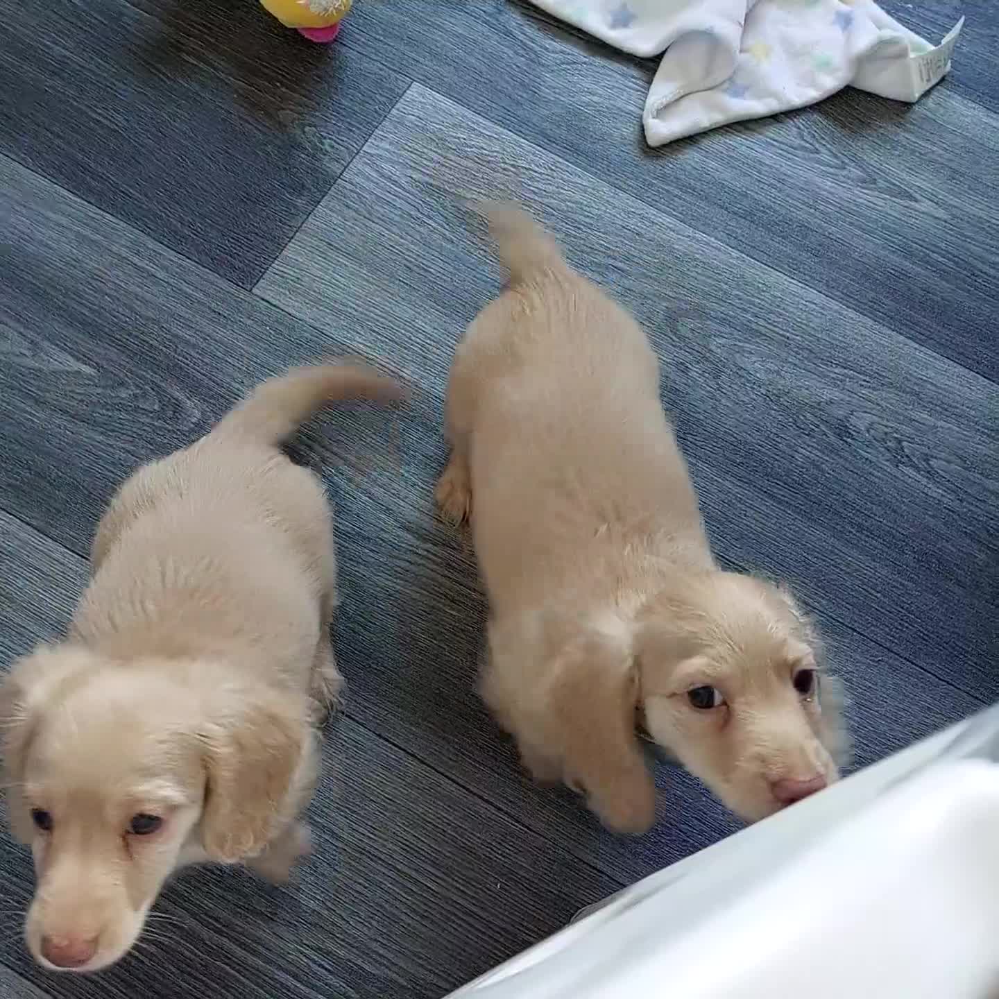 Miniature Dachshund dogs for sale: KC REG PRA CLEAR CREAM LONG HAIRED MINI DACHSHUNDS - Video 3