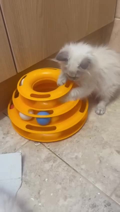 Ragdoll cats for sale: GCCF Registered Ragdoll*one left ready to go* - Video 4