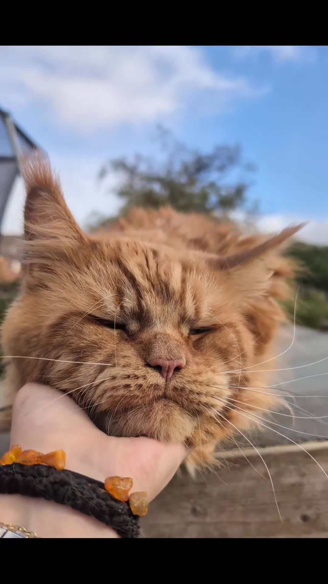 Maine Coon cats for sale: Maine coon kittens  - Video 1