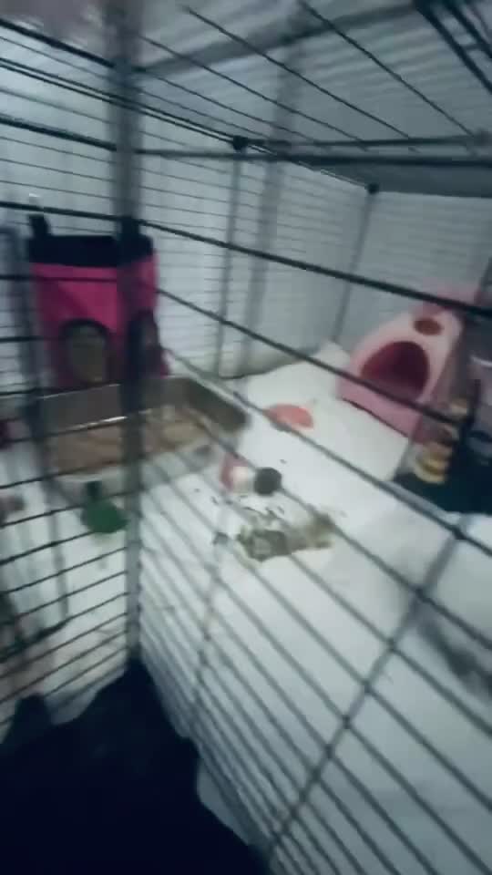 Dwarf Lop rabbits for sale: Beautiful Female Dwarf Lop 🩷 - Video 1