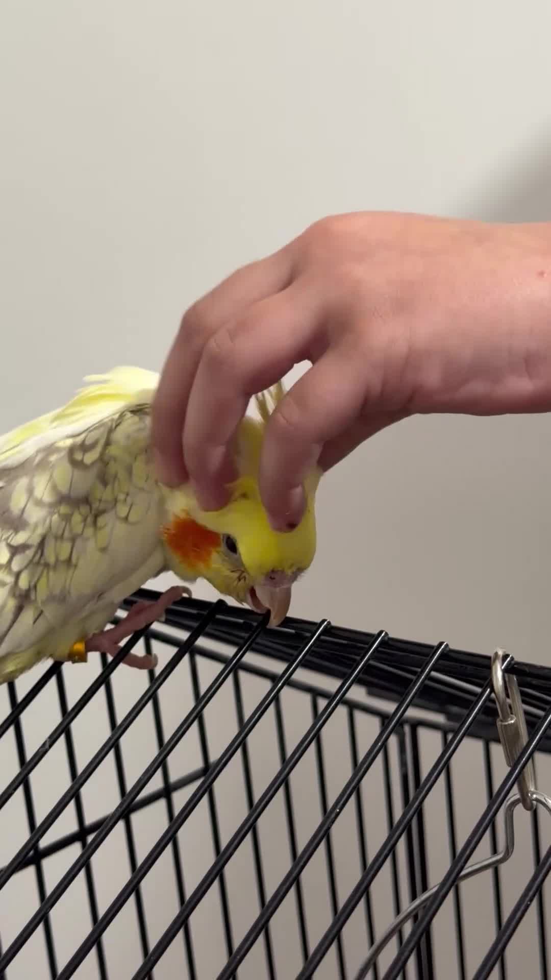 Cockatiels birds for sale: Cockatiels  - Video 1