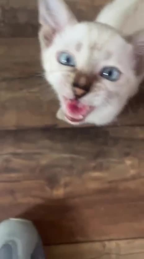 Bengal cats for sale: Snow lynx bengal male  - Video 3