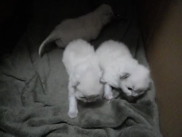 Ragdoll cats for sale: 🎅🎁🎄 RAGDOLL KITTENS 100% PUREBRED STOKE 🎄🎁🎅 - Video 1