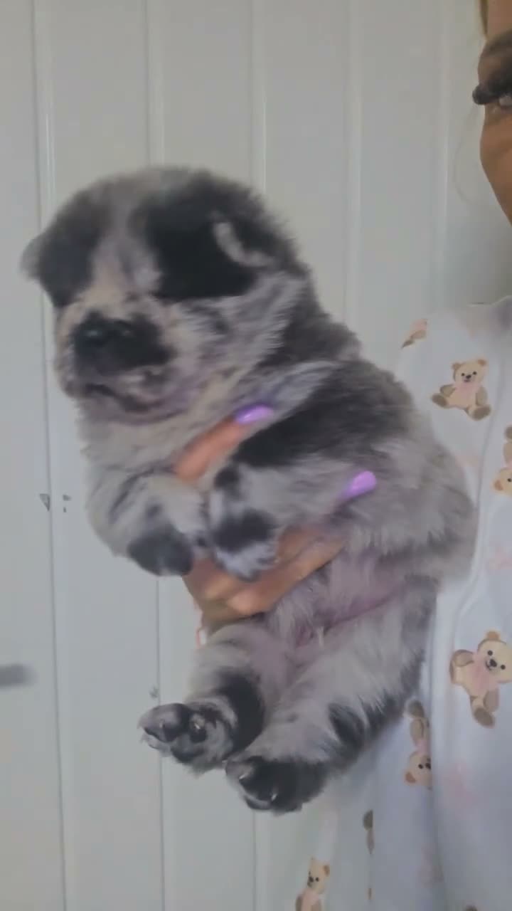 Chow Chow dogs for sale: Blue Merle Chow Boy DWKC - Video 1
