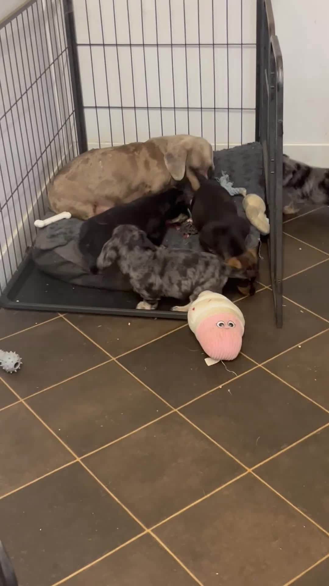 Mixed Breed dogs for sale: Adorable Daxi Jacks - Video 1