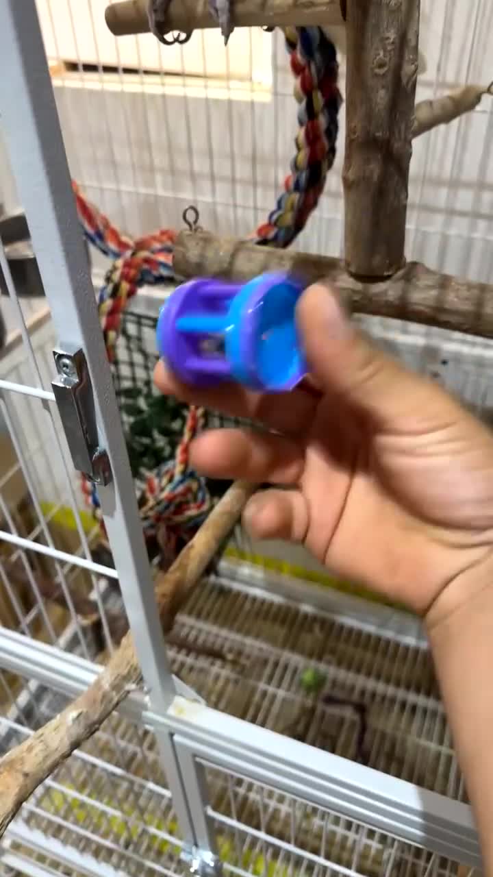Cockatoo birds for sale: cockatoo gofins - Video 4