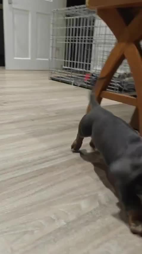 Miniature Dachshund dogs for sale: KC Miniature Shorthaired Dachshund  - Video 2