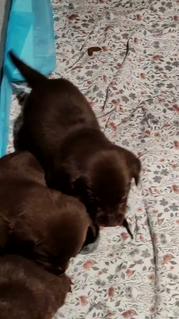 Labrador Retriever dogs for sale: Beautiful first litter of ten Labrador puppies  in Redcar - Video 1