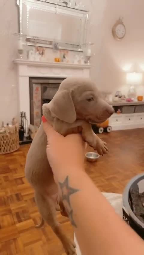 Dachshund dogs for sale: Dachshund Isabella dapple puppies  - Video 2