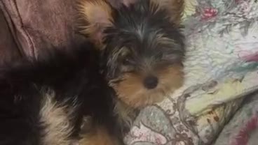 Yorkshire Terrier dogs for sale: Miniature Yorkshire Terrier  - Video 1