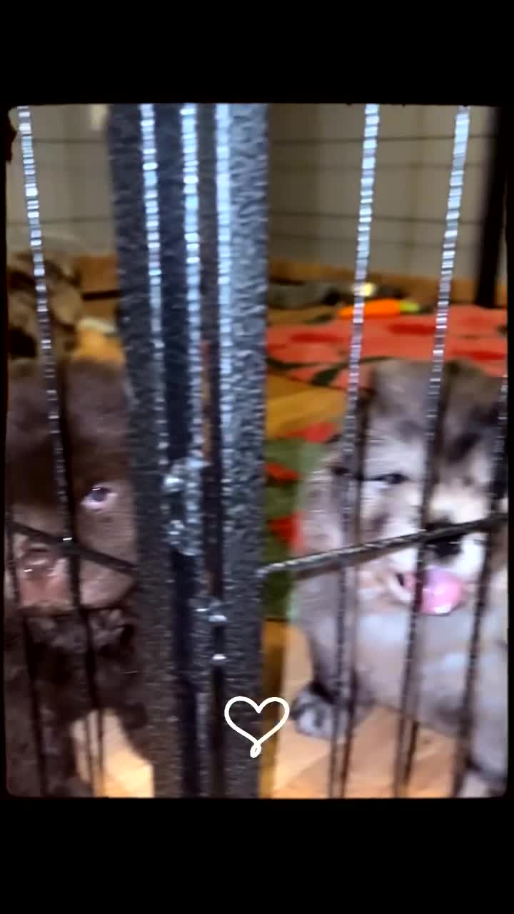 Chow Chow dogs for sale: Merle Chow Chow puppies  - Video 2