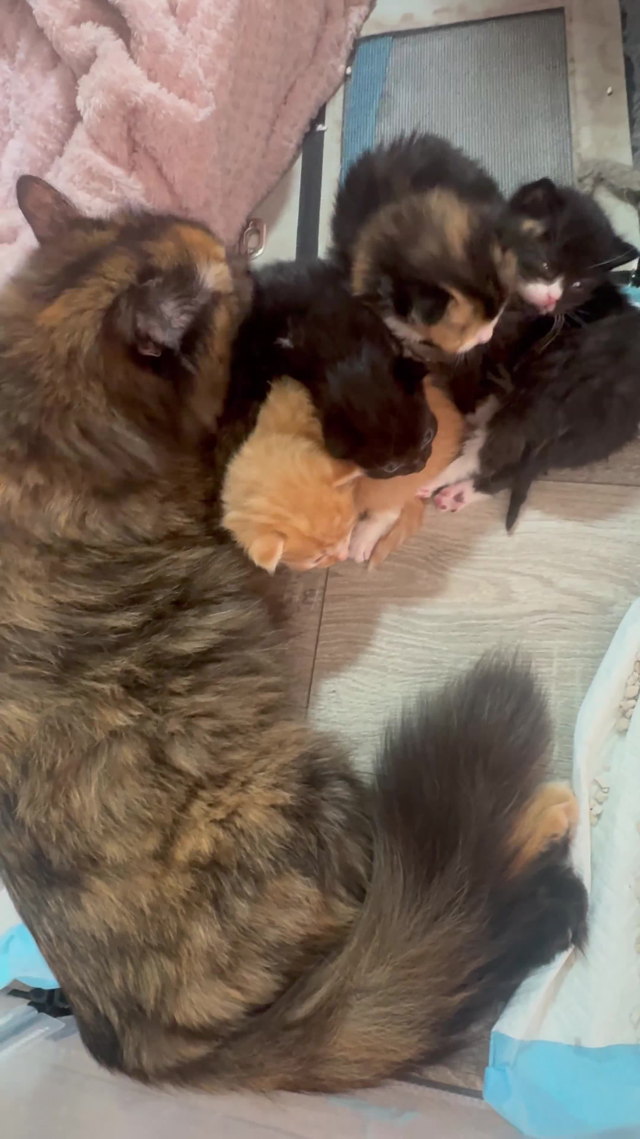 Mixed Breed cats for sale: Adorable Kittens Ready for Their Forever Homes 🐾 in Winchester - Video 3