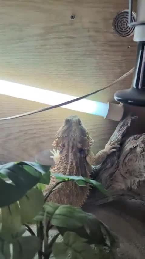 Bearded Dragon reptiles for sale: beardie in Southport - Video 2