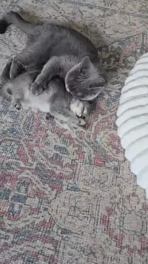 British Shorthair cats for sale: Kitten British shorthair in Hemel Hempstead - Video 1