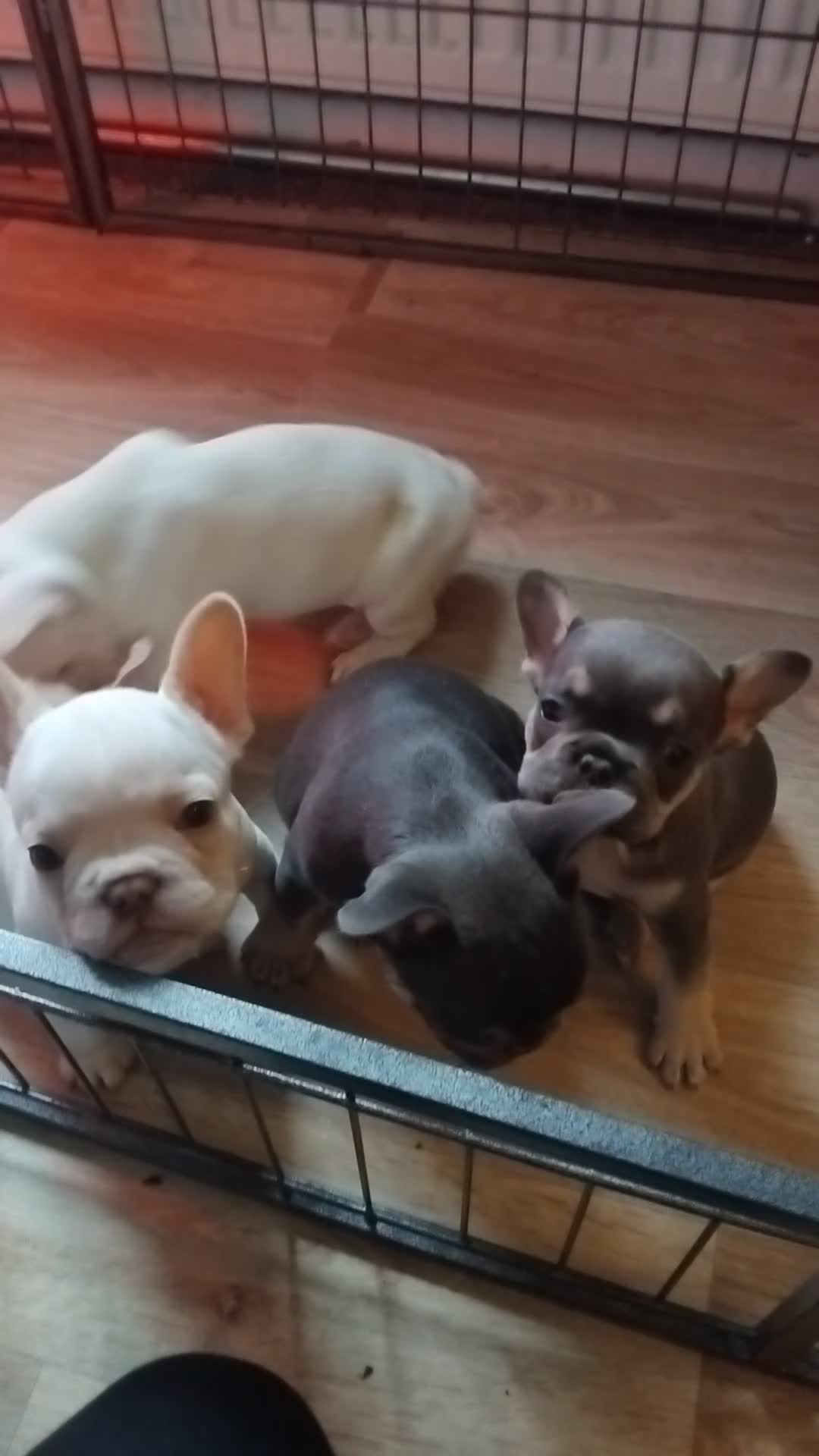French Bulldog dogs for sale: 1 white puppy left of pur litter - Video 2
