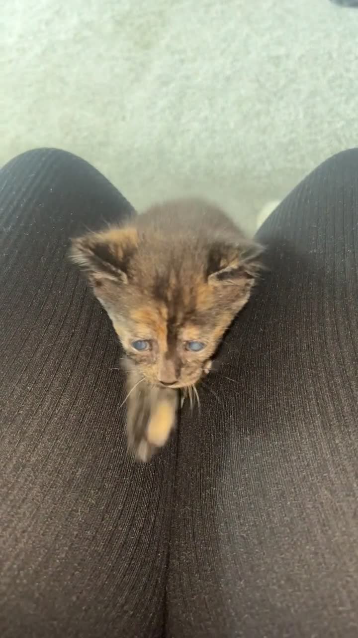 Mixed Breed cats for sale: Kittens for sale  - Video 3
